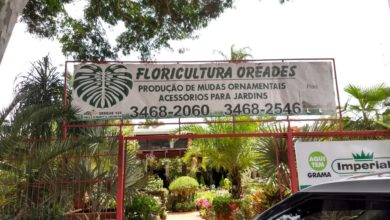 Floricultura Oréades, Produção de Mudas Ornamentais, Acessórios para Jardins, 61 3468-2060, Polo Verde, Viveiro de Plantas, Lago Norte, Saída Norte, Comércio Brasília