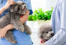 10 Melhores Hospitais e Clínicas Veterinárias em Cocalzinho de Goiás GO