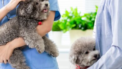 10 Melhores Hospitais e Clínicas Veterinárias em Cocalzinho de Goiás GO