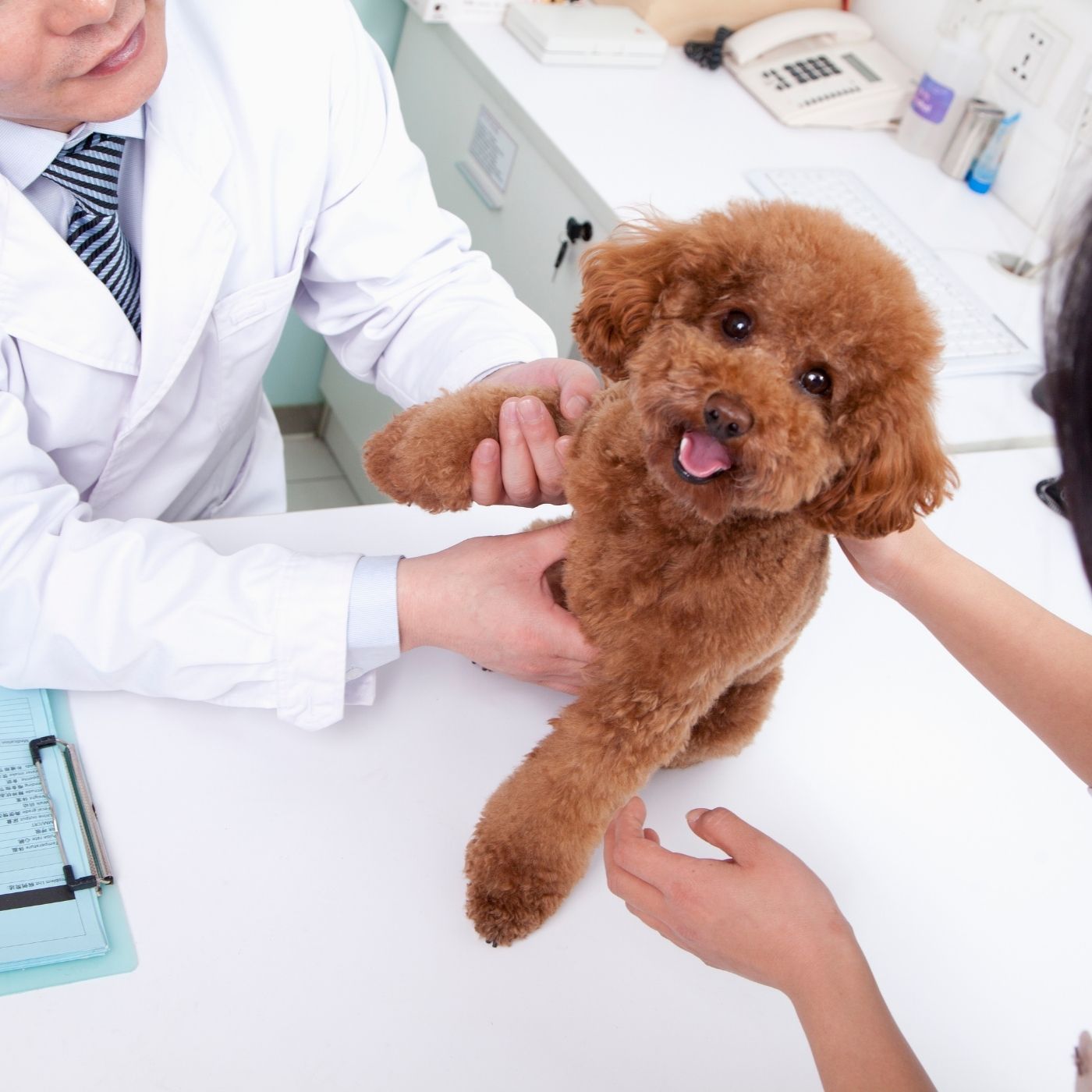 10 Melhores Hospitais e Clinicas Veterinárias em Luziânia GO