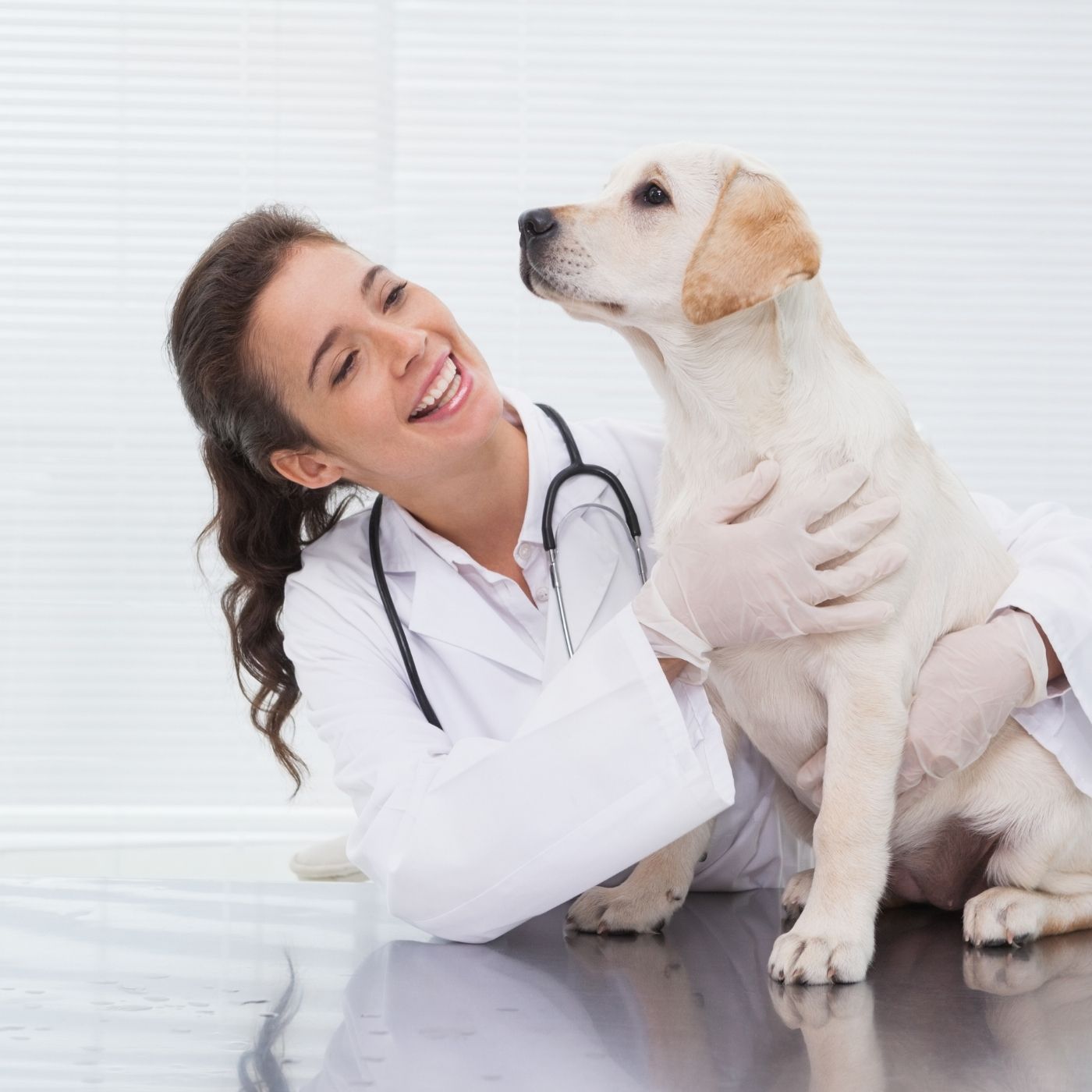 10 Melhores Hospitais e Clinicas Veterinárias em Unaí MG