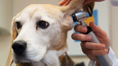 10 Melhores Hospitais e Clinicas Veterinárias em Formosa GO