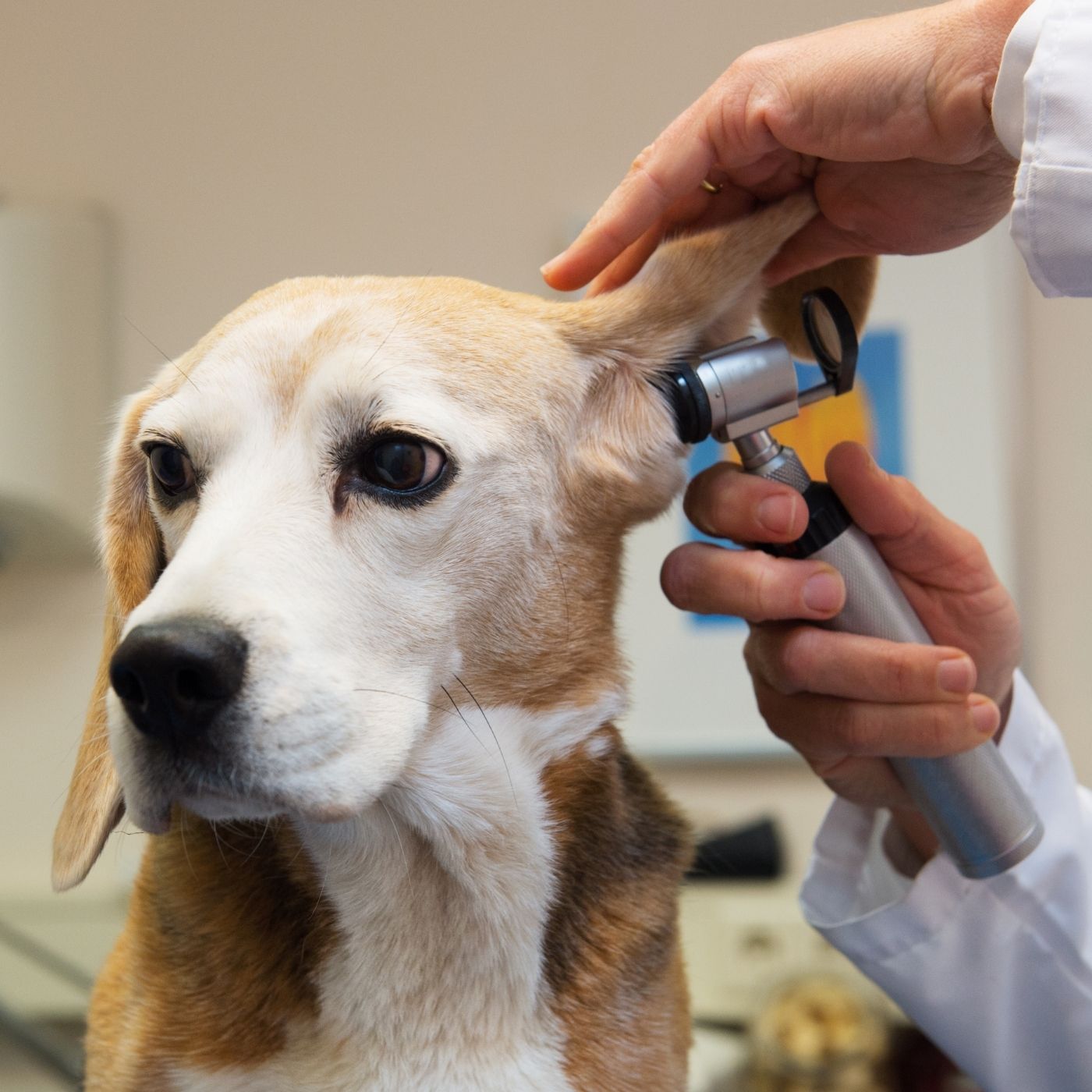 10 Melhores Hospitais e Clinicas Veterinárias em Formosa GO