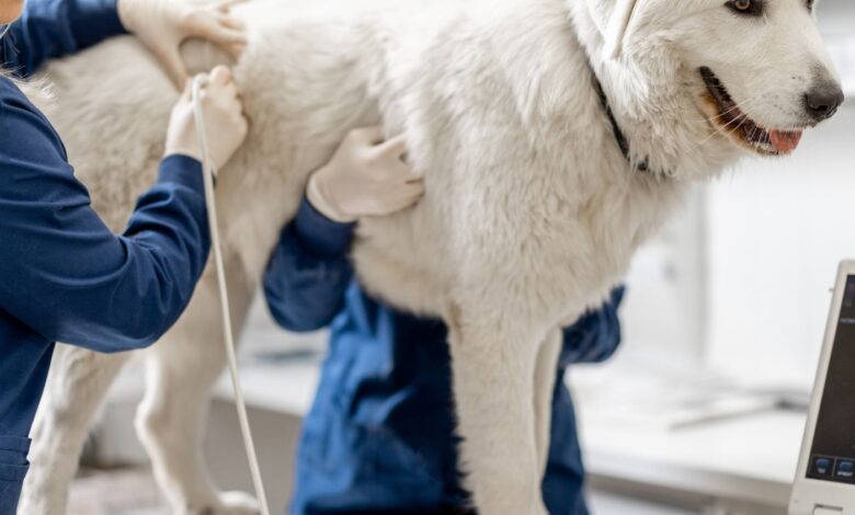 10 Melhores Hospitais e Clinicas Veterinárias em Valparaíso de Goiás GO