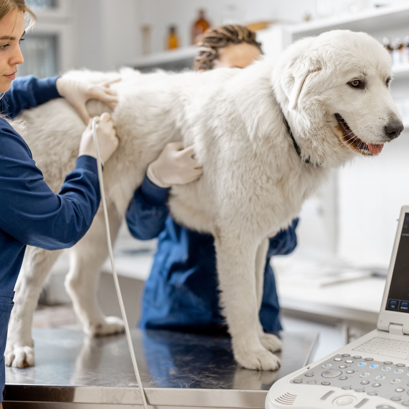 10 Melhores Hospitais e Clinicas Veterinárias em Valparaíso de Goiás GO