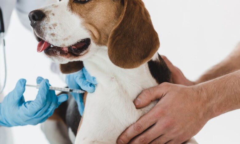 10 Melhores Hospitais Veterinários em Brasília