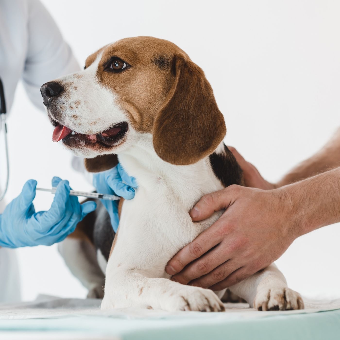10 Melhores Hospitais Veterinários em Brasília