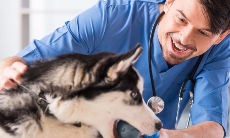 10 Melhores Hospitais e Clínicas Veterinárias em Taguatinga DF