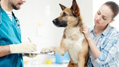 10 Melhores Hospitais e Clinicas Veterinárias em Águas Lindas de Goiás GO