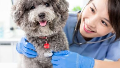 10 Melhores Hospitais e Clinicas Veterinárias em Novo Gama GO