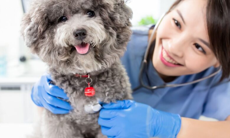 10 Melhores Hospitais e Clinicas Veterinárias em Novo Gama GO