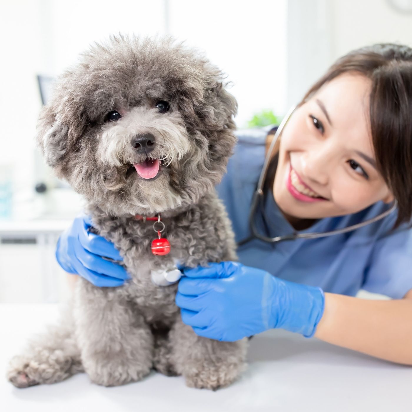 10 Melhores Hospitais e Clinicas Veterinárias em Novo Gama GO