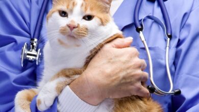 10 Melhores Hospitais e Clinicas Veterinárias em Cidade Ocidental GO