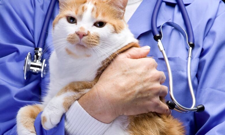 10 Melhores Hospitais e Clinicas Veterinárias em Cidade Ocidental GO