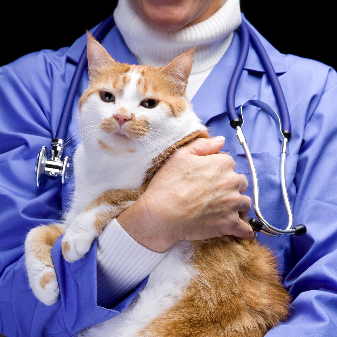 10 Melhores Hospitais e Clinicas Veterinárias em Cidade Ocidental GO