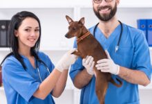 10 Melhores Hospitais e Clinicas Veterinárias em Planaltina de Goiás GO