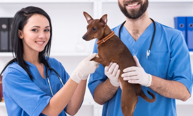10 Melhores Hospitais e Clinicas Veterinárias em Planaltina de Goiás GO