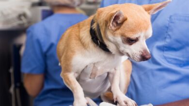 10 Melhores Hospitais e Clínicas Veterinárias em Mimoso de Goiás GO