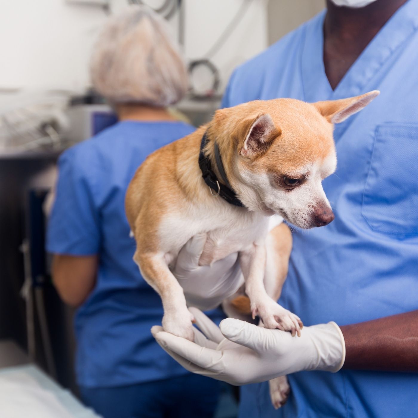 10 Melhores Hospitais e Clínicas Veterinárias em Mimoso de Goiás GO