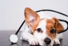 10 Melhores Hospitais e Clínicas Veterinárias em Corumbá de Goiás GO