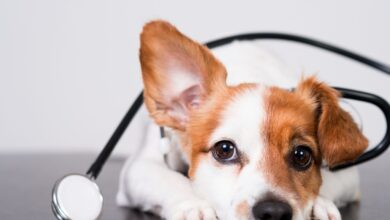 10 Melhores Hospitais e Clínicas Veterinárias em Corumbá de Goiás GO