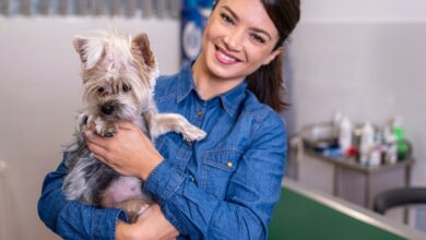 10 Melhores Hospitais e Clínicas Veterinárias em Abadiânia GO