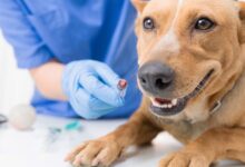 10 Melhores Hospitais e Clínicas Veterinárias em Pirenópolis GO
