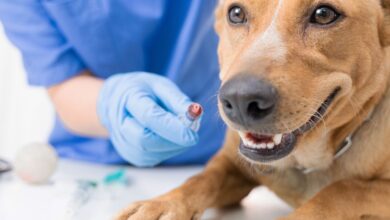 10 Melhores Hospitais e Clínicas Veterinárias em Pirenópolis GO