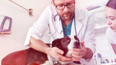 10 Melhores Hospitais e Clínicas Veterinárias em Padre Bernardo GO