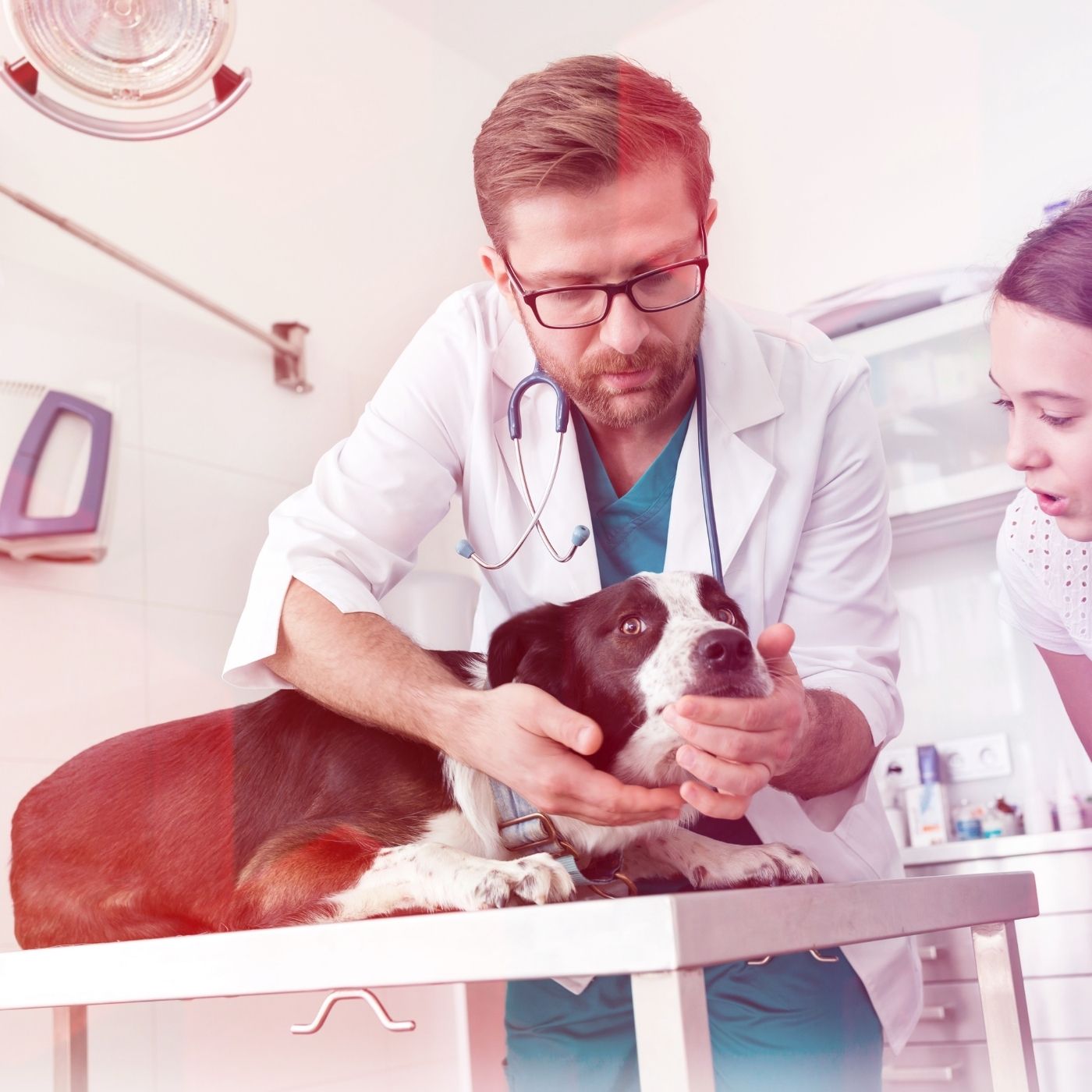 10 Melhores Hospitais e Clínicas Veterinárias em Padre Bernardo GO